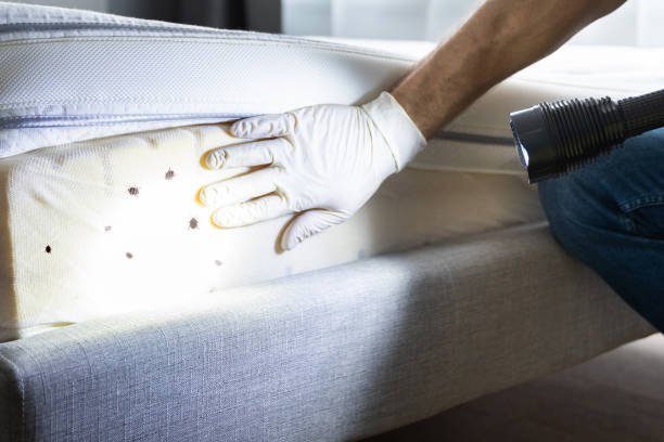 Best Mosquito Control Services  in Rochester, MI