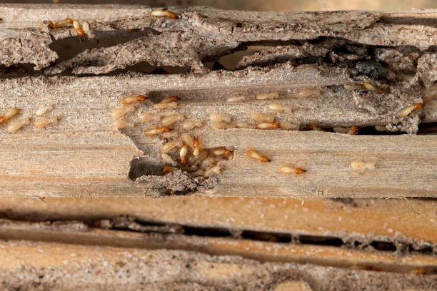 Best Best Pest Control Companies  in Rochester, MI