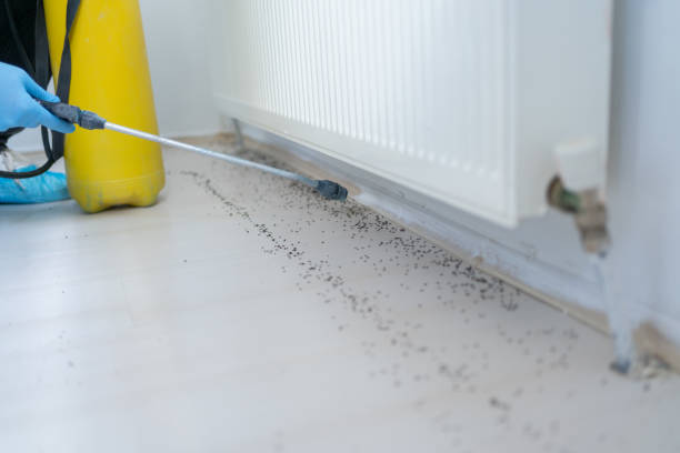 Insect Control in Rochester, MI